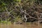 White-Necked Heron Standing in River with Neck Stretched