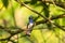 white-necked Jacobin (Florisuga mellivora