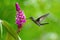 White-necked jacobin, florisuga mellivora mellivora