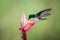 White-necked jacobin hovering drinking nectar from favourite pink flower. Animal behaviour. Ecuador,hummingbird