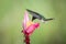 White-necked jacobin hovering drinking nectar from favourite pink flower. Animal behaviour. Ecuador,hummingbird