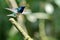 White-necked jacobin hummingbird taking flight