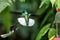 White-necked jacobin hummingbirds fighting