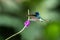 White-necked jocobin hovering next to violet flower, bird in flight, tropical forest, Brazil, natural habitat