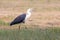 White-necked or Pacific Heron in Australia