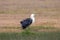 White-necked or Pacific Heron in Australia