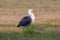 White-necked or Pacific Heron in Australia