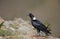 White-necked Raven