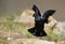 White-necked Raven