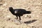 White-necked raven (Corvus albicolis), Simien mountains