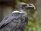 White-necked raven, Corvus albicollis, a large bird with a huge beak