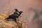 The white-necked raven Corvus albicollis ,pair of the birds on the rock. A pair of large black birds on a purple Drakensberg