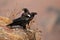 The white-necked raven Corvus albicollis ,pair of the birds on the rock. A pair of large black birds on a purple Drakensberg