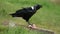 White-necked raven feeding