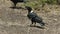 White necked raven on the ground at amboseli, kenya