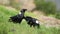White-necked ravens feeding