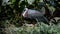 White-necked stork or Ciconia episcopus in the usual habitat in a forest