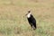 White necked stork portrait