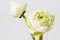 White NELUMBO NUCIFERA flower