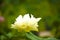 White nelumbo nucifera gaertn blossom lotus
