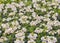 White Nemesia, a genus of annuals, perennials, and sub-shrubs. Popular cultivated ornamental plant. Background