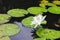 White nenufar in a pond surrounded by floating green leaves