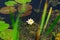 White Nenuphar or water Lily in the thickets of a pond or lake