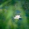 White Nenuphar or water Lily in the thickets of a pond or lake
