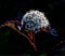 White neon flower inflorescence consisting of fractals on a black background