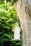 White nesting box on an old tree