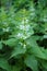 White nettle