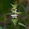 White nettle (Lamium album)