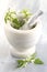 White nettle-plant medicinal