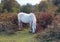 A White New Forest Pony grazing on moorland in autumn sunlight