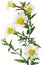 White New York Aster Flowers on White Background