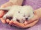 White newborn kitten