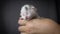 White newborn kitten in woman hands