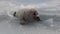 White newborn seal on the ice of Lake Baikal in Russia afraid of the camera.