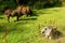 White Nguni bull lies on pasture