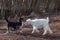 White nice little goatling play black dog