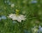 White Nigella Damascena