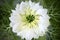 White Nigella damascena blossom