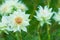 White Nigella Damascena or Love-In-The-Mist flowers sometime call ragged lady, devil in the bush garden