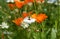 White nigella flower