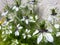 White Nigella or Nigella sativa flowers