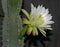 White Night Blooming Cereus Cactus Flower and Plant
