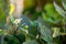 White Nightshade Flowers