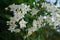 White nightshade flowers False jasmine Solanum laxum, Solanum jasminoides