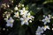 White nightshade with a ray of sunlight on them. The flowers have white petals and have a yellow core