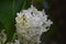 White Noble lilac